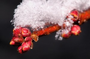 Frozen Buds