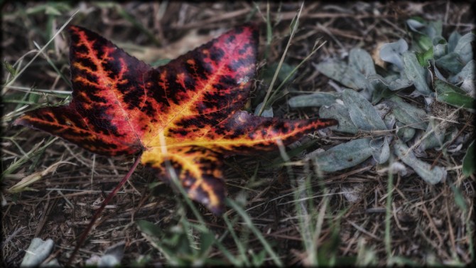 While out exploring a photo location, we came across this first sign of Fall in Atlanta. Looking forward to posting more Fall outdoorsy goodness in the weeks to come!
