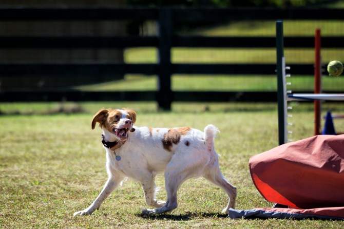 Sargon's motivation for training is his tennis ball. Really, it is a quite unhealthy obsession.