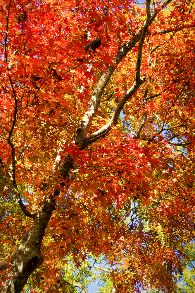 There were some beautiful autumn trees with great color around the mill.