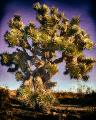 This seemed like a wise old Joshua Tree. I had fun combining different effects from various plugins for a more artistic approach.