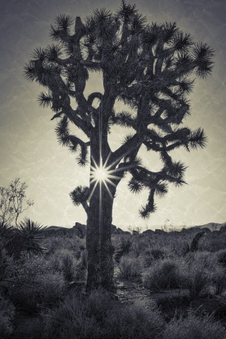 We got a little starburst happy on this trip. Michelle caught this great one in the middle of a well developed Joshua Tree. We had fun processing this as a split tone in MacPhun's Tonality Pro. Print Available.