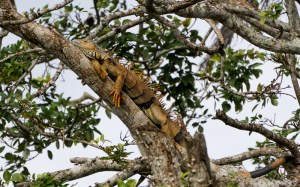 The original image of the iguana with only a few basic adjustments in Lightroom.