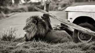 Izu chilling at the San Diego Zoo Safari Park in November.