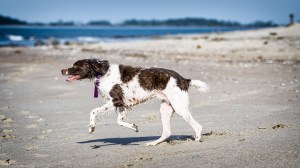 Our eldest Brittany, Marduk taking advantage of some off leash time at the beach. The sign said dogs could not be off leash in peak season: yet another reason to plan trips in the off season!