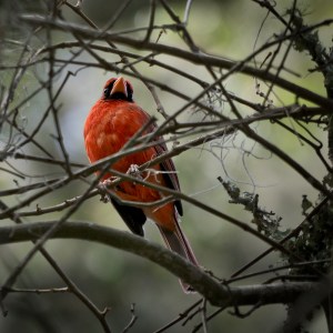 Cardinal