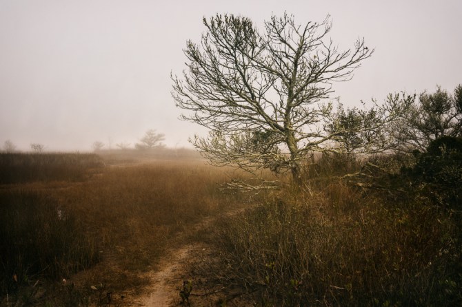 A pathway into the marshes. I wonder where it leads.