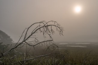 Some of the trees felt like they were creepily reaching towards the marshes, almost yearning to join their kin. I also loved how the fog shrouded the sun enough to be able to shoot into it for a different feel. It was "quite cool" the morning we were there, but  the feeling I went for here was of an oppressively humid heat.