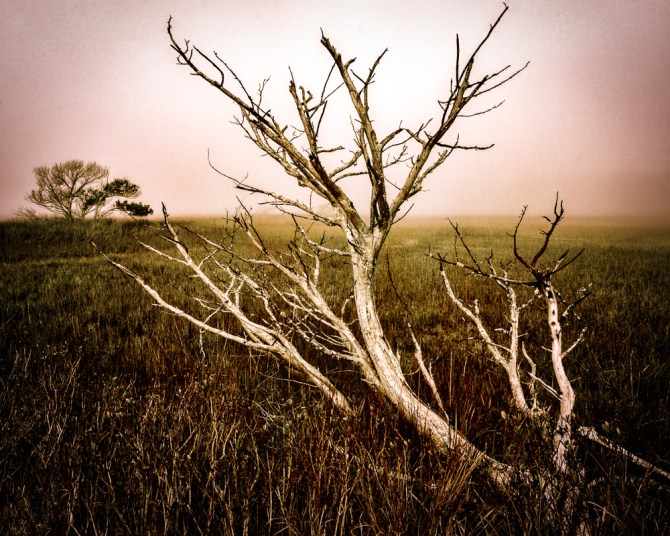 In addition to the skeletal branches stretching out over the marshes, there were single trees out in their midst. I wonder how those larger trees survived the Battle of Dagorlad during the Last Alliance of Elves and Men.