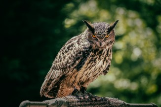 This rehabilitating owl's orange eyes can stare right through you. We love the Birds of Prey show at the festival.