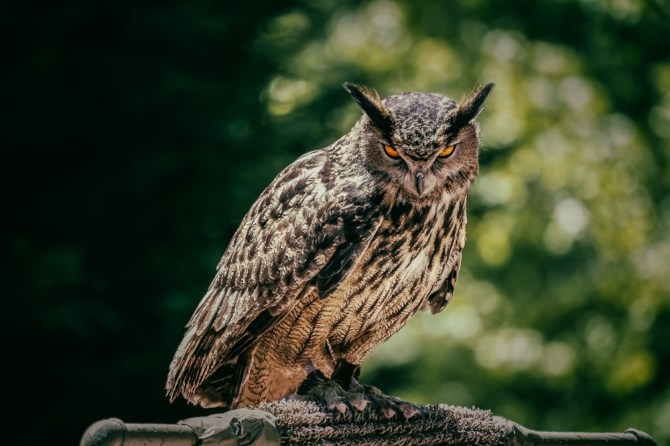 This rehabilitating owl's orange eyes can stare right through you. We love the Birds of Prey show at the festival.