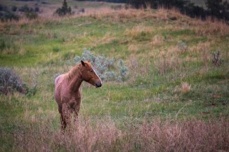 This was the first horse we came across. It seemed to keep a distance from the rest of the herd, thought there was one other gray horse with it.