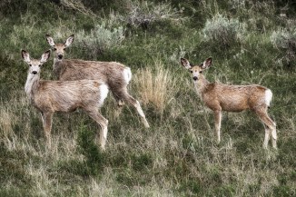 A bit later we ran into a family of deer.