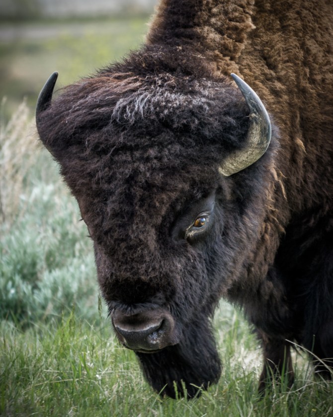 I love their orange eyes!
