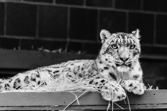 A beautiful snow leopard at Omaha's Henry Doorly Zoo & Aquarium.