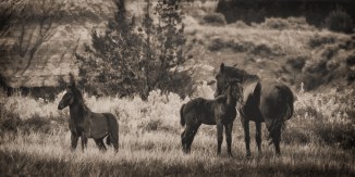 The horse herd seemed to work together as a family unit.