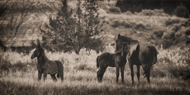 The horse herd seemed to work together as a family unit.