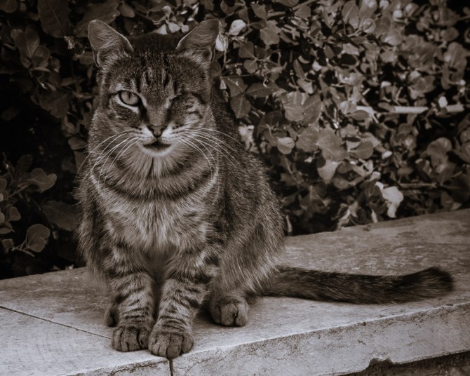You probably know that Michelle and I are dog people, but happy international cat day! This character in the streets of Jerusalem caught my attention.